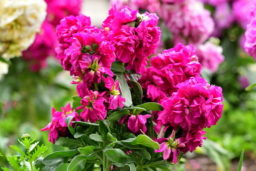 Matthiola incana, or commonly called Stock, is large, showy richly fragrant flower spikes, which come in a fine mixture of colors including red, pink, purple, lavender, blue and white.
The name of matthiola incana also includes Brompton stock, Garden stock, Night-scented stock, Ten weeks stock, Evening-scented stock and Gilly flower.