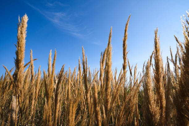 Phragmites: common reed