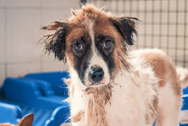Sad dog in shelter waiting to be rescued and adopted to new home. Shelter for animals concept Sad dog in shelter waiting to be rescued and adopted to new home. sad dog shelter stock pictures, royalty-free photos & images
