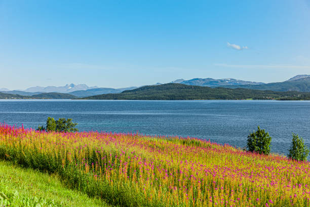 Willowherb at a lake in Norway
