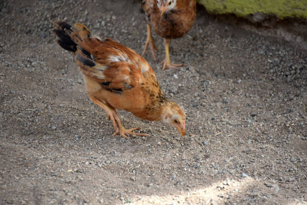 istock Small Cute Baby Chick Pecking the Earth 2091567802