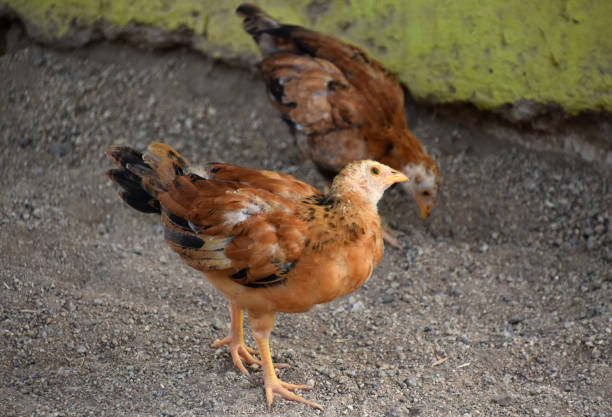 istock Baby Pheasant Chick Looking Very Cute 2091567803