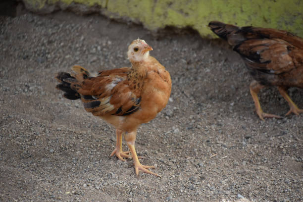 istock Adorable Baby Quail Chick Looking Up 2091568317