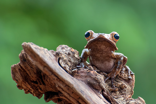 Borneo eared tree frog on tree tendrils.