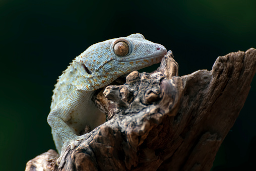 Front view look of a tokay gecko.