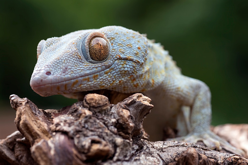 Front view look of a tokay gecko.