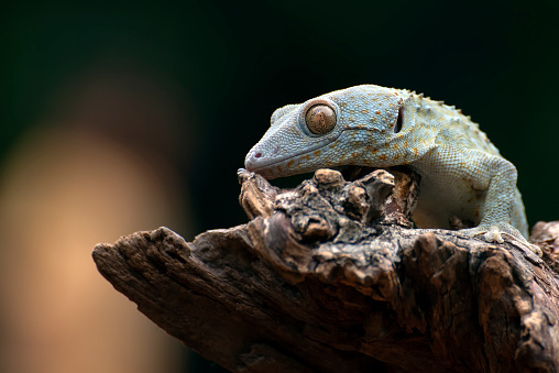 Front view look of a tokay gecko.