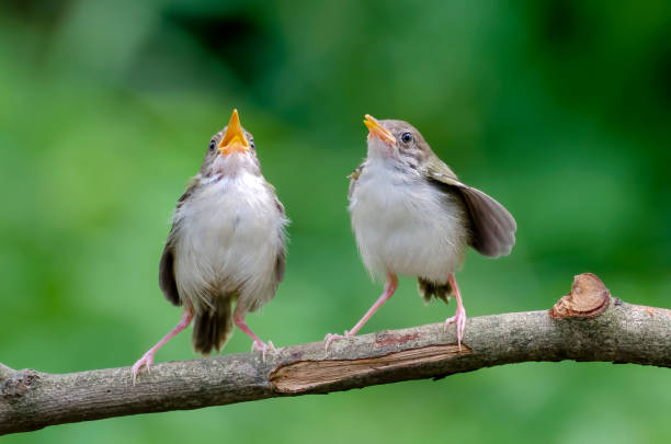 istock Bar winged prinia singing at tree branch, Singing bird 2091573496