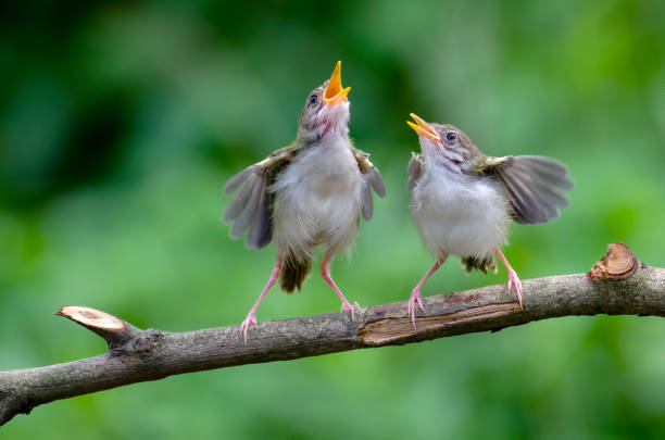 istock Bar winged prinia singing at tree branch, Singing bird 2091573515