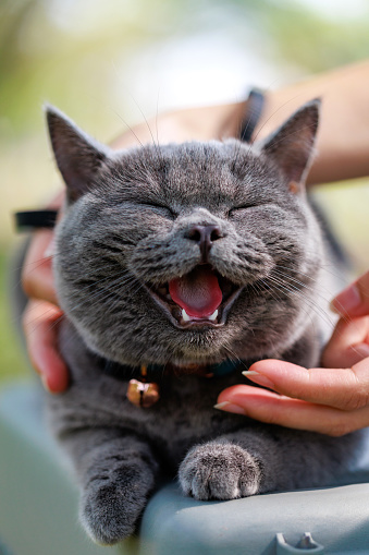 A close-up shot of a pet owner playing with her cat. The cat looks relaxed and content, with its eyes closed and a slight smile on its face. Its tongue is slightly visible, giving the impression that it's enjoying the interaction with its owner.