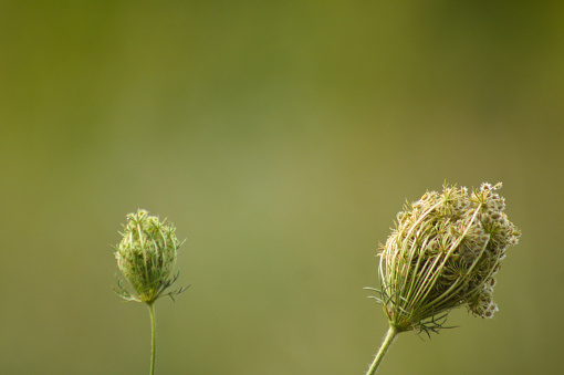 Close-up of green wild carrot bud with green blurred background