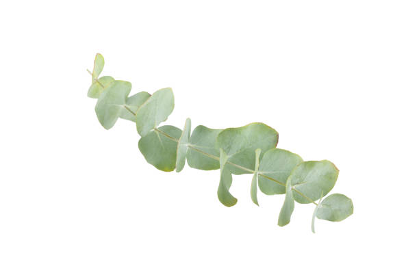 istock Green eucalyptus leaves isolated on a white background. Aromatherapy.Beautiful eucalyptus branches. Bouquet. Place for text, copy space, mockup 2091588202