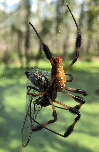 Orb spider subduing locust in web