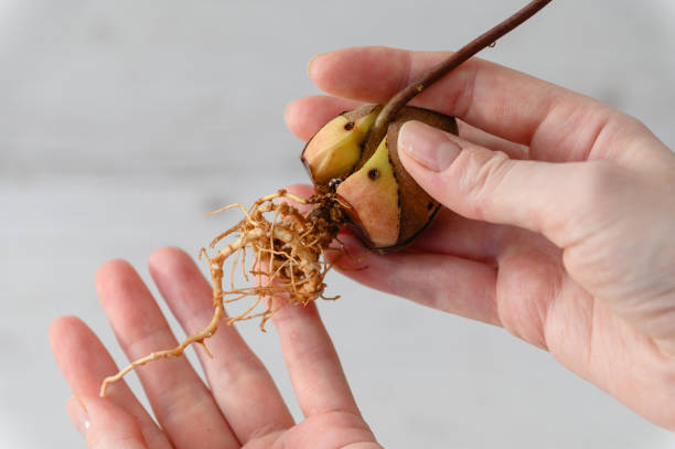 istock Sprouted avocado seed with a long root in a female hand indoors. 2091600354