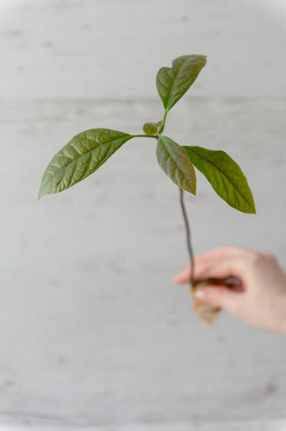istock A young sprout of avocado from a seed on a white background. 2091600655