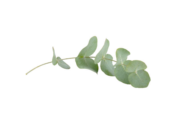 Green eucalyptus leaves isolated on a white background. Aromatherapy.Beautiful eucalyptus branches. Bouquet. Place for text, copy space, mockup