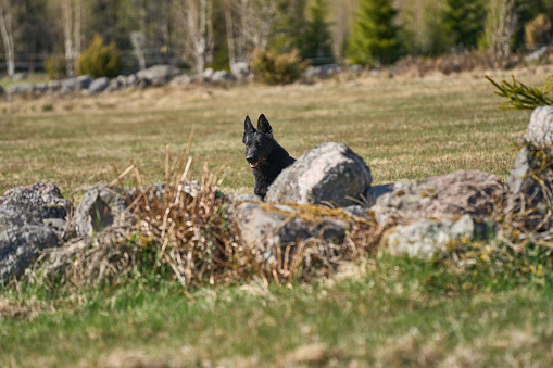 A German Shepherd dog patiently waits for a command while it lie on the grass.