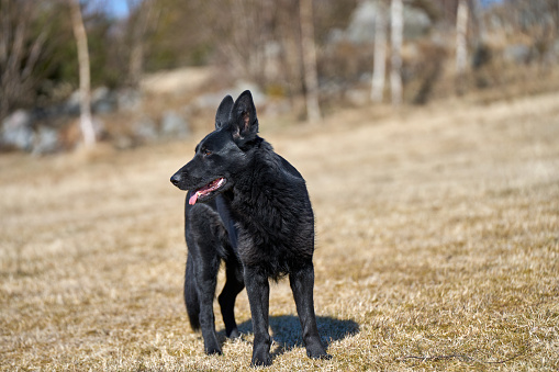 Beautiful German Shepherd dog playing in a meadow on a sunny spring day in Skaraborg Sweden