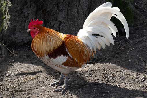 Single multicolored domestic rooster standing outdoors