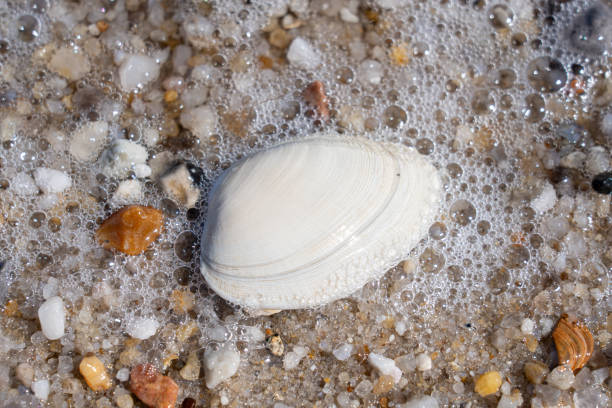 A seashell surrounded by pebbles and rocks on sandy beach
