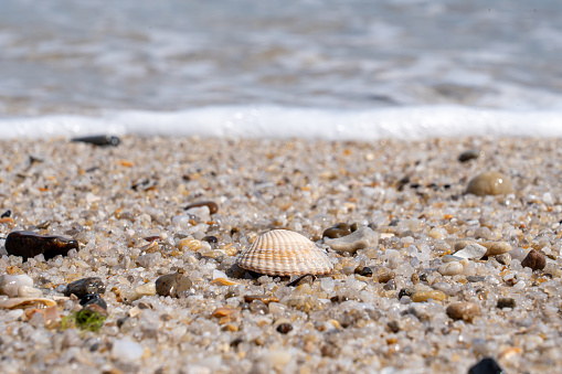 A seashell on sandy shore with approaching wave