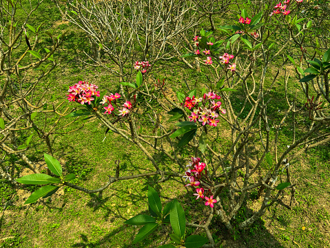 Champa tree in bloom