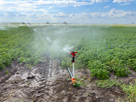 Potato irrigation system in the summer heat