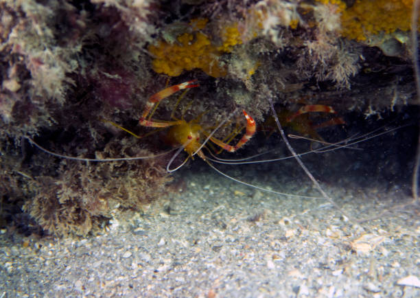 This shrimp species has many common names like Graceful Anemone Shrimp, Beautiful Transparent Shrimp, Beautiful Cleaner Shrimp and a new scientific name: Ancylomenes venustus (former Periclimenes venustus). It occurs in the tropical Indo-West Pacific to Papua New Guinea and Japan. \nReliable depth range information is hard to find. The often quoted 8 to 15 m is certainly not correct, I have already clearly encountered this species much deeper (here at 23m). 0-35m seems more plausible. \nThe max. length is 3cm, common 2.5cm. \nThe species lives in association with hard corals and sea anemones and is a cleaner shrimp. \nThis specimen on a Merten's Sea Anemone Stichodactyla mertensii is a female. If you look at the photo in full size, you can clearly see details in the eggs: the segmented bodies of these next generation crustaceans are clearly visible. \nLembeh strait, Indonesia \n1°28'55.728 N 125°14'17.256 E at 23m depth