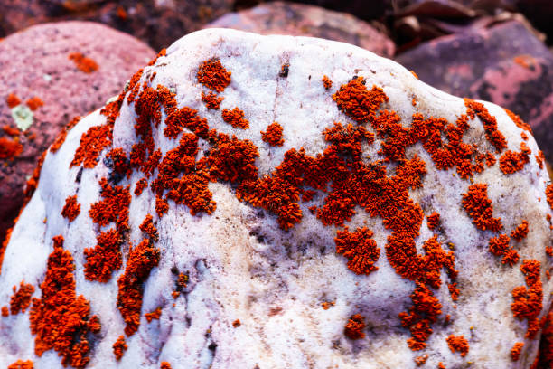 Elephant Rocks State Park - Giant Boulders on a Field of Granite Close-up