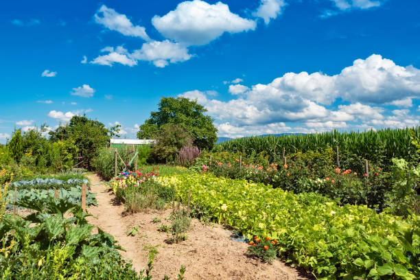 istock Flowers and vegetables growing on allotment garden 2091671103