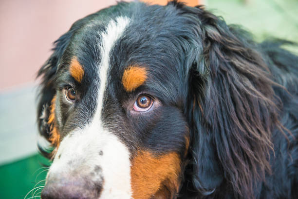 Portrait of Bernese Mountain Dog