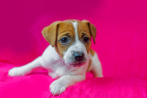 cute little Jack Russell terrier puppy sitting on a bright pink blanket