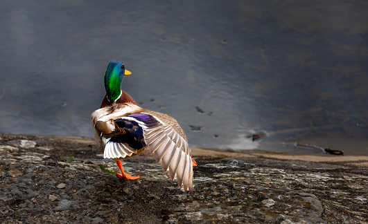 Mallard duck in a lake heavily polluted with oil residues.