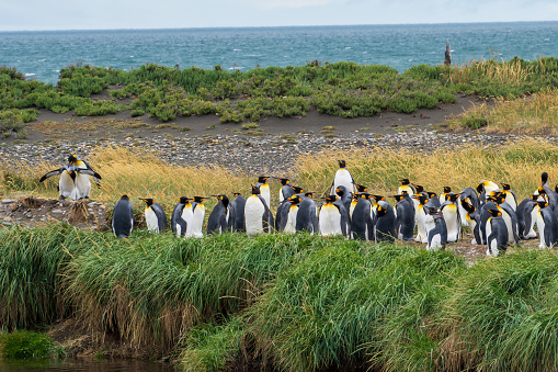 large group of king penguins at Tierra del Fuego in Chile during summer