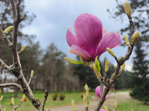Blooming magnolia in springtime