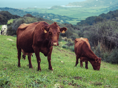 Brown domesticated cows of red poll breed grazing in green meadow and eating grass in rural area in summer