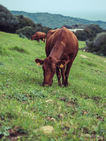 Herd of domestic brown cows eating green grass while grazing in hilly Menorca countryside