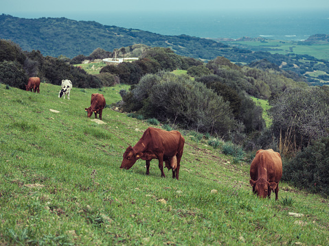Herd of brown cows grazing on green grassy field near trees in hilly Menorca countryside against view of hill slope covered with forest