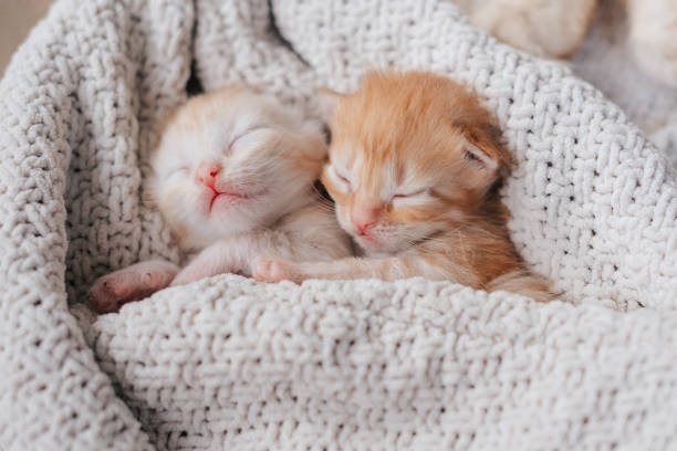 istock two young kittens cuddle together in a pet bed 2091749922