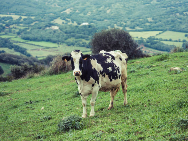 istock Holstein cow grazing on green grassy meadow in hillside 2091750452