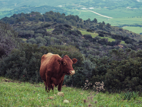 Domestic brown cow grazing on green grassy hilly pasture near lush trees in Menorca countryside