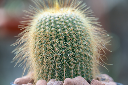 Kroenleinia is monotypic genus of succulent plants in cactus greenhouse. Echinocactus grusonii also known golden barrel cactus. Hedgehog cactus with yellow thorns growing in garden. Cactaceae family.