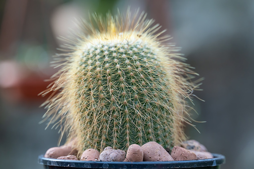 Kroenleinia is monotypic genus of succulent plants in cactus greenhouse. Echinocactus grusonii also known golden barrel cactus. Hedgehog cactus with yellow thorns growing in garden. Cactaceae family.