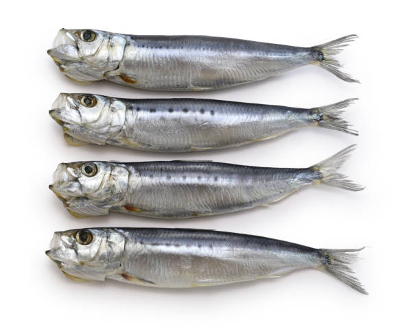 istock Iwashi marubosi ( semi-dried Japanese sardines ) isolated on a white background. 2091775270