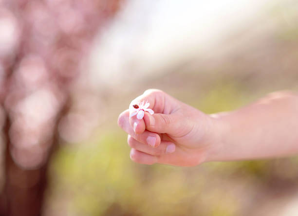 istock cherry blossoms or sakura flower blooming 2091778395