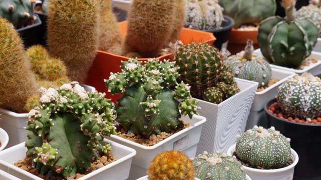 Variety of cacti and succulents in pots on display at botanical market.