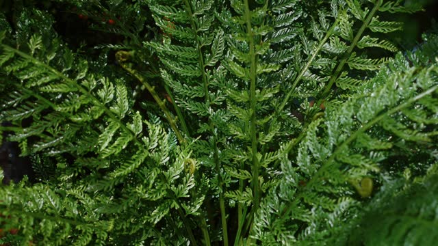 Dew-kissed fern leaves glistening close-up