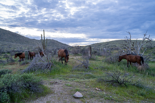 The Salt River Wild Horses enjoying the desert grass in early Spring.