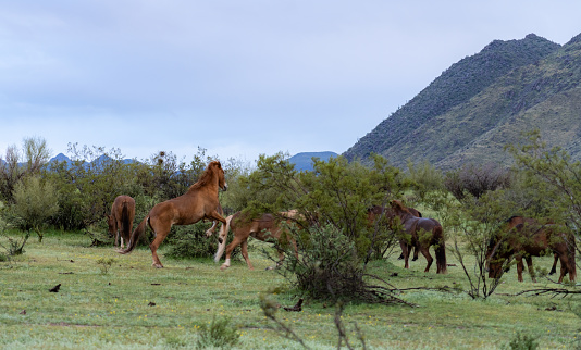 The Salt River Wild Horses enjoying the desert grass in early Spring.