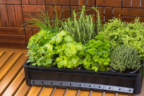 istock Box of green herbs 2091799992